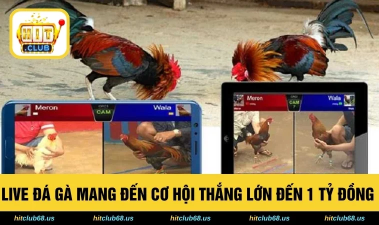 Live Đá Gà Mang Đến Cơ Hội Thắng Lớn Đến 1 Tỷ Đồng 